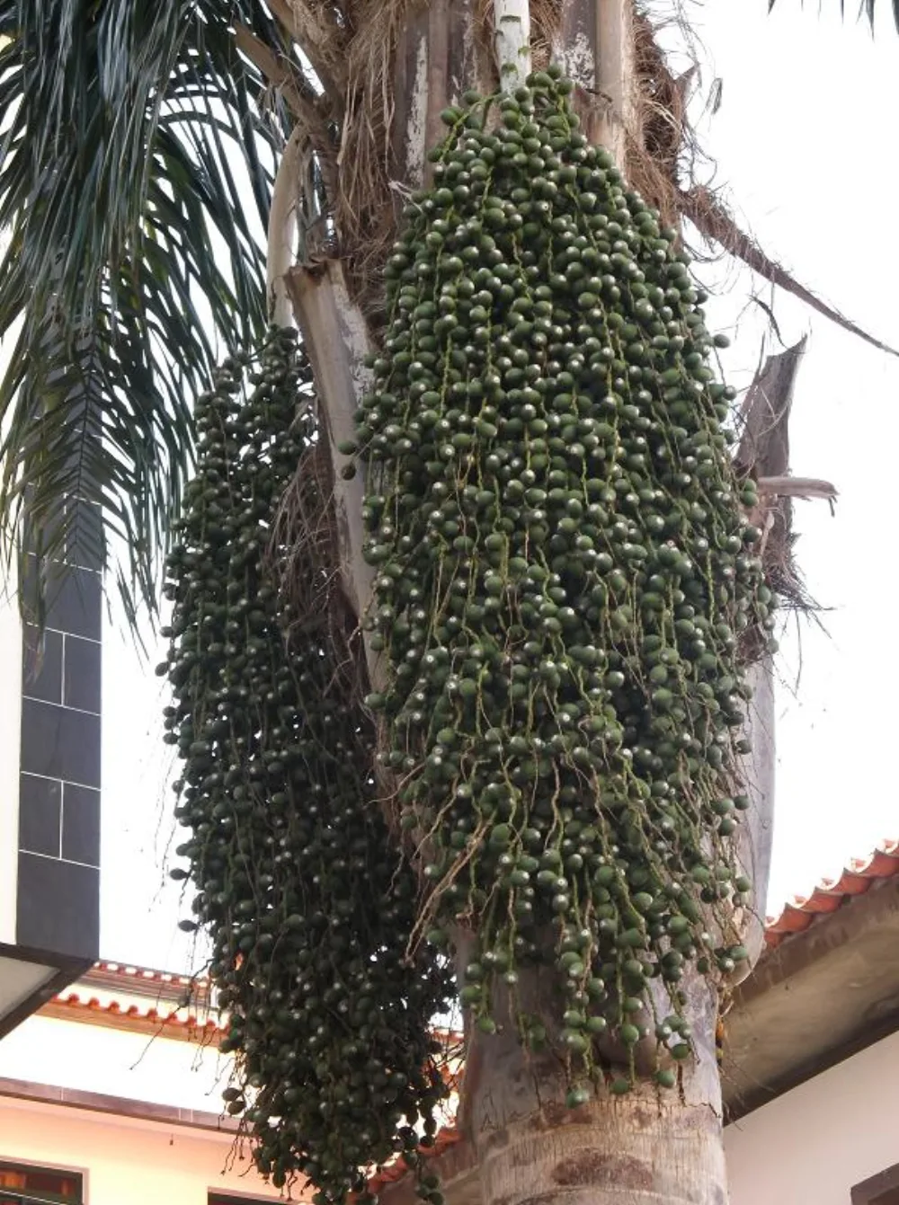 Kurma 1 Karton Isi Berapa? Tabel Berat per Dus, Hitung Modal, Harga Pokok & Margin Grosir