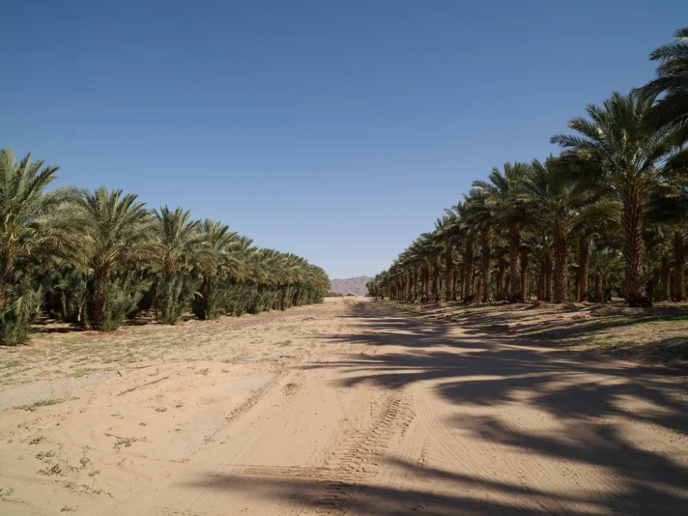 Kurma Ajwa Madinah Grosir (Grade A / AA / AAA VIP)
